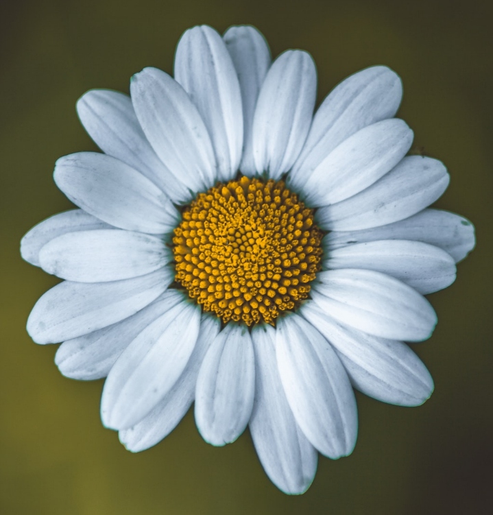 Give A Daisy is a Mindset Technique