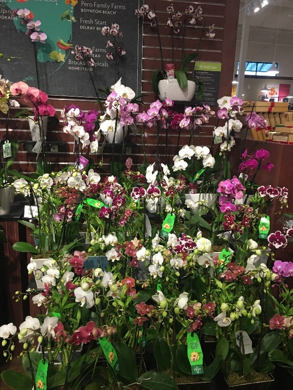 Supermarket Orchids Can Make Your Home Look and Feel Amazing Give A Daisy