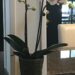 Supermarket Orchids can make your home look and feel amazing.