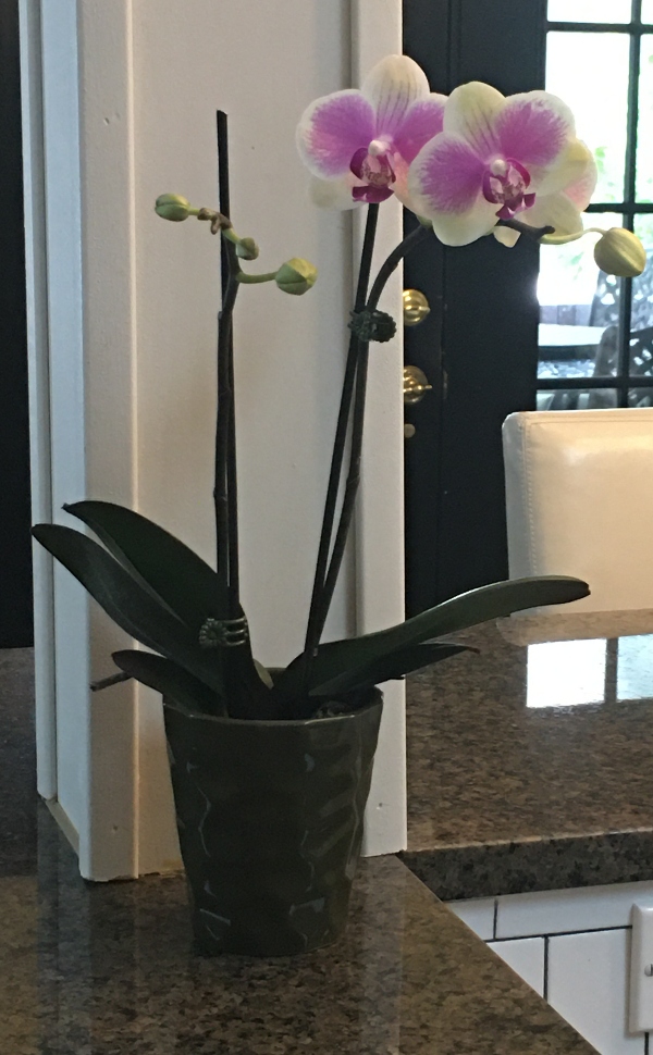 Supermarket Orchids can make your home look and feel amazing.