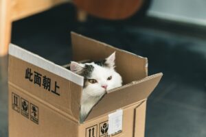 Cat peering out of box