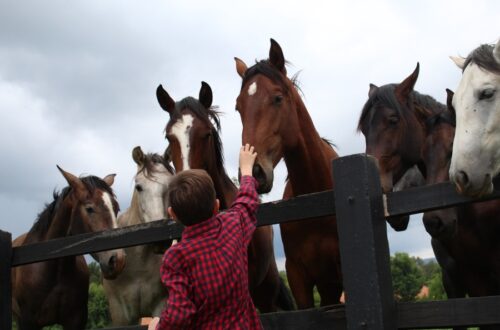 Little boy petting group of horses.