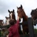 Little boy petting group of horses.