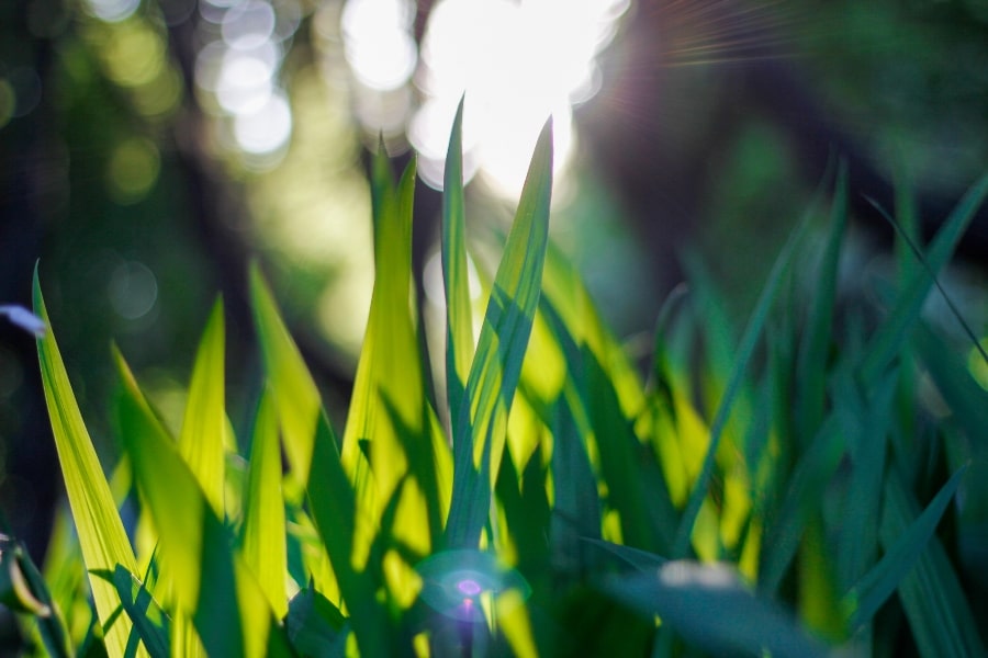 Spring morning blades of grass