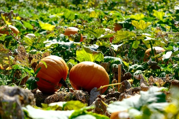 Pumpkin Field