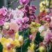 Phalaenopsis orchids