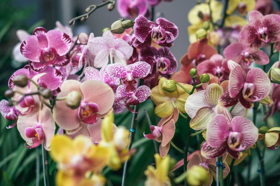 Phalaenopsis orchids