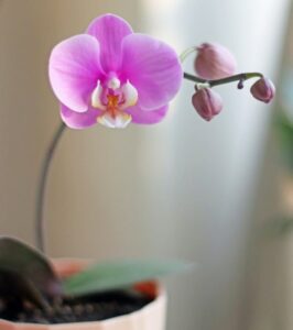 Purple Moth Orchid