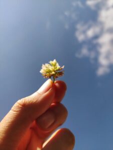 Clover flower against blue sky